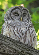 Barred Owl