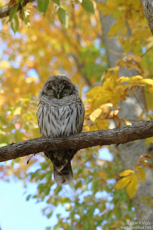 Barred Owljuvenile