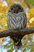 Barred Owl