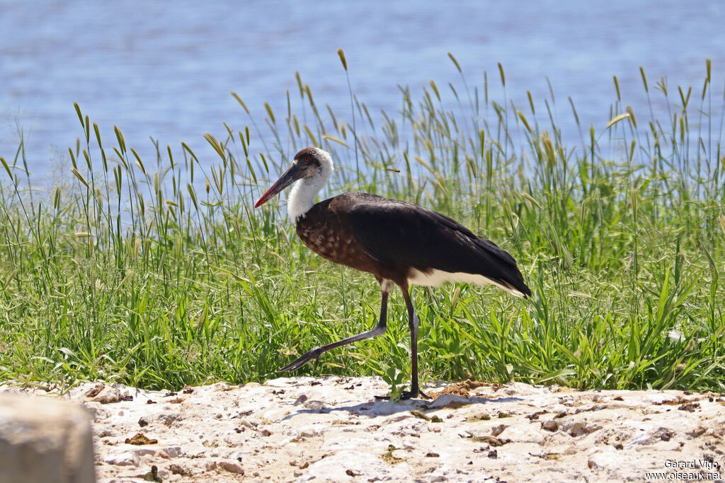 Cigogne à pattes noiresadulte