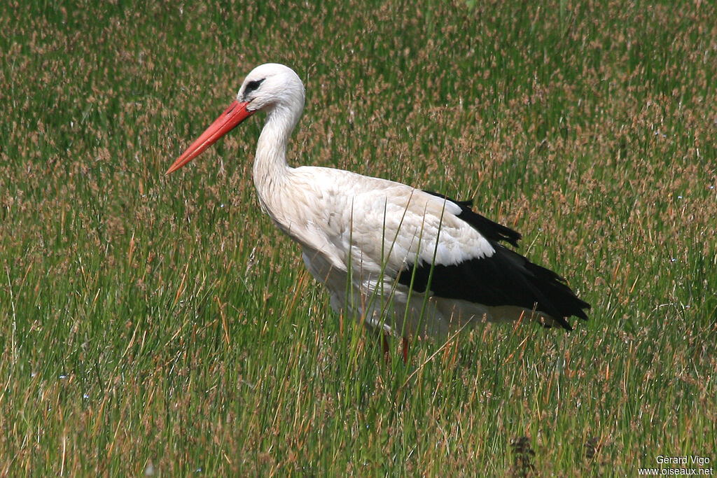 White Storkadult