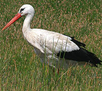 White Stork