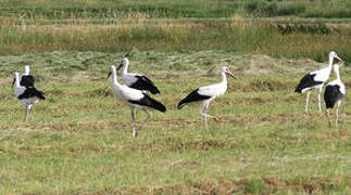 White Stork