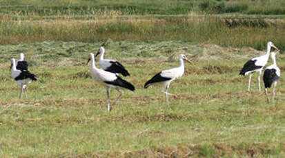 Cigogne blanche