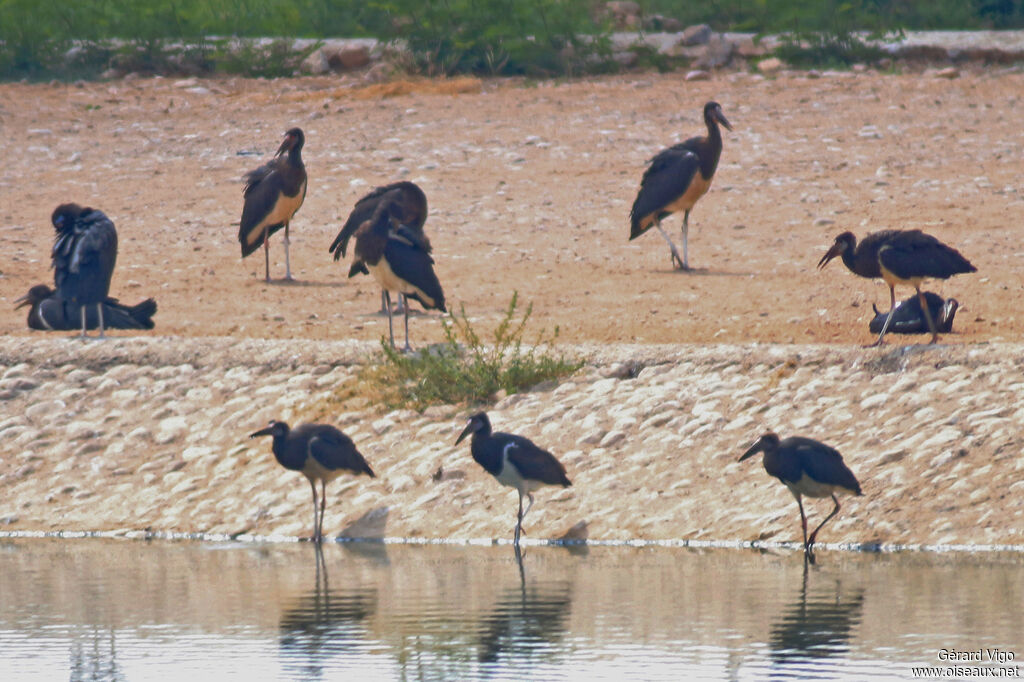 Cigogne d'Abdimadulte