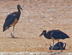 Cigogne d'Abdim