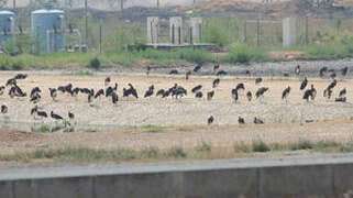 Cigogne d'Abdim