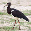 Cigogne d'Abdim