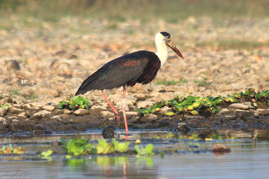 Woolly-necked Storkadult, habitat