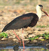 Woolly-necked Stork