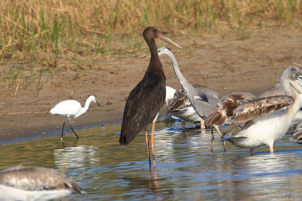 Black StorkSecond year