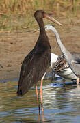 Cigogne noire