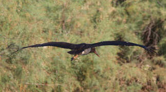 Cigogne noire