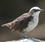 White-capped Dipper