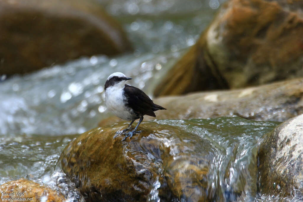 White-capped Dipperadult, habitat