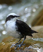 White-capped Dipper