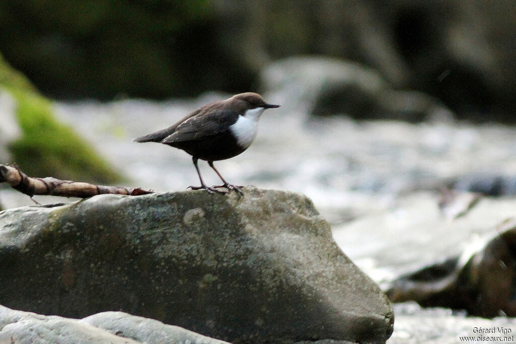 White-throated Dipperadult