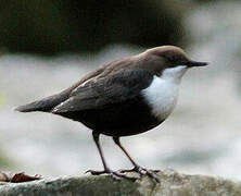 White-throated Dipper