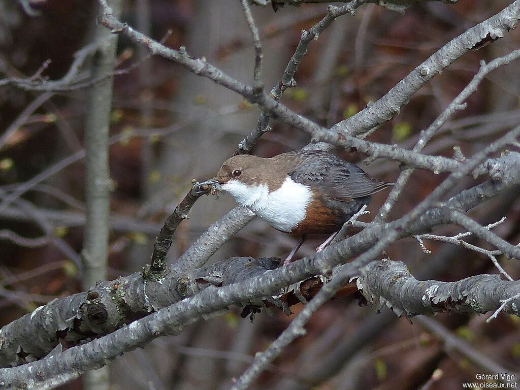 White-throated Dipperadult