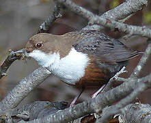 White-throated Dipper