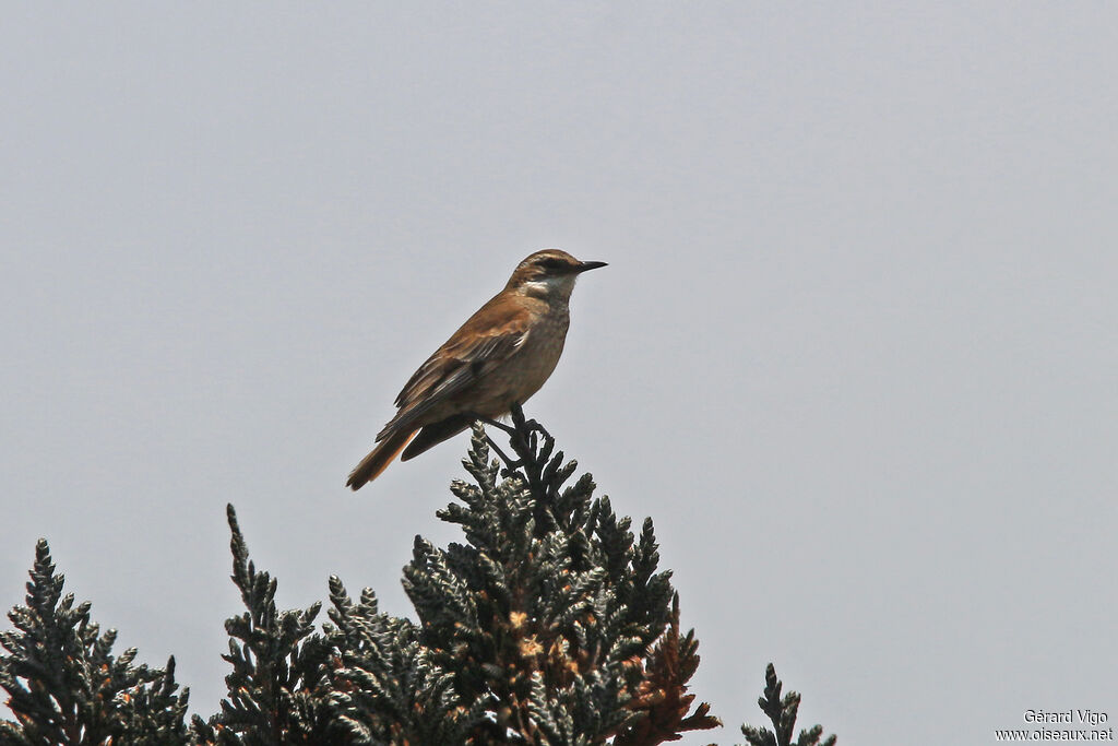 Chestnut-winged Cinclodesadult