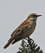 Chestnut-winged Cinclodes