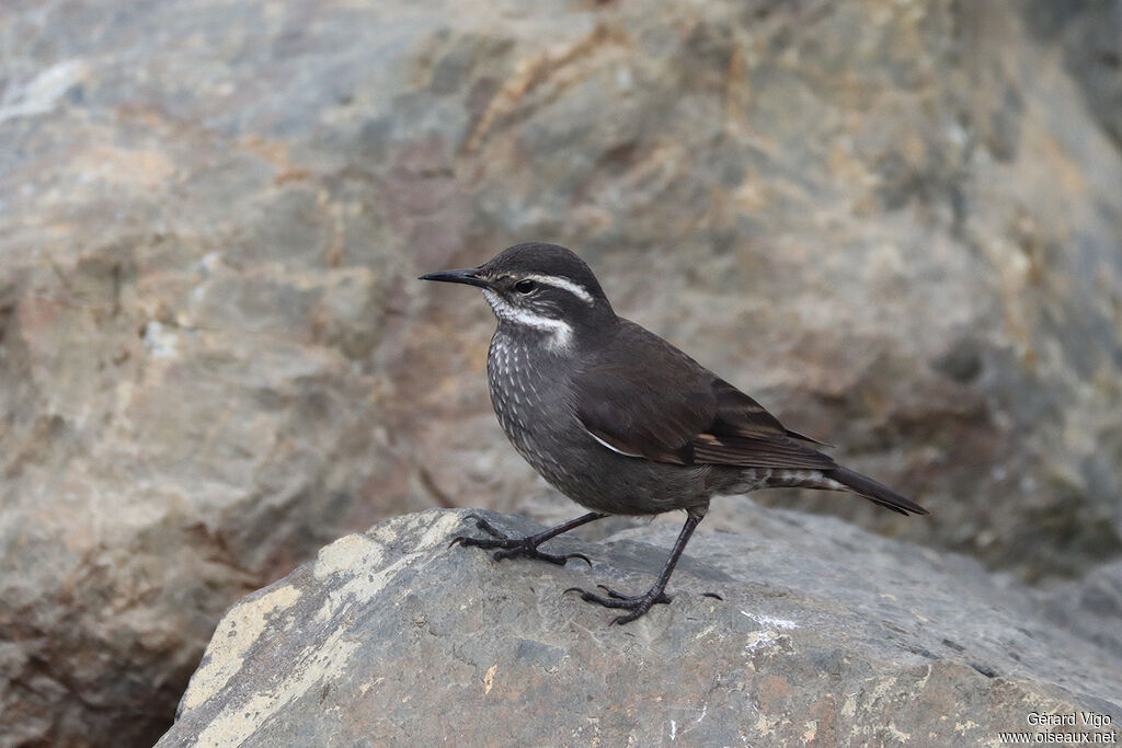 Dark-bellied Cinclodesadult