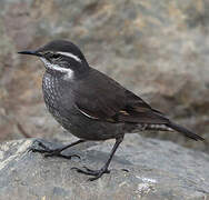 Dark-bellied Cinclodes