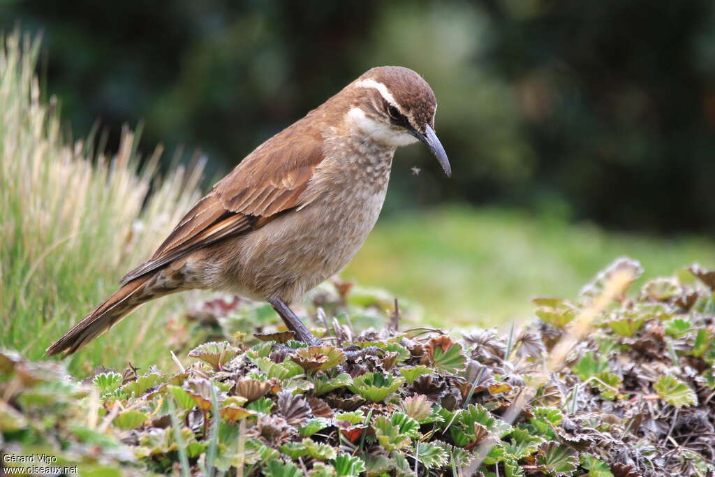 Cinclode du paramoadulte, identification