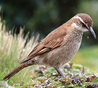 Stout-billed Cinclodes