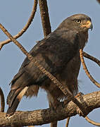 Western Banded Snake Eagle