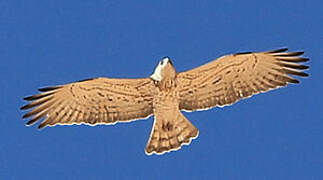 Short-toed Snake Eagle