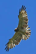 Short-toed Snake Eagle