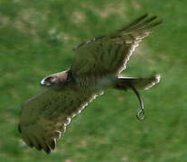 Short-toed Snake Eagle