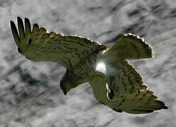 Short-toed Snake Eagle