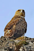 Short-toed Snake Eagle