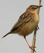 Zitting Cisticola