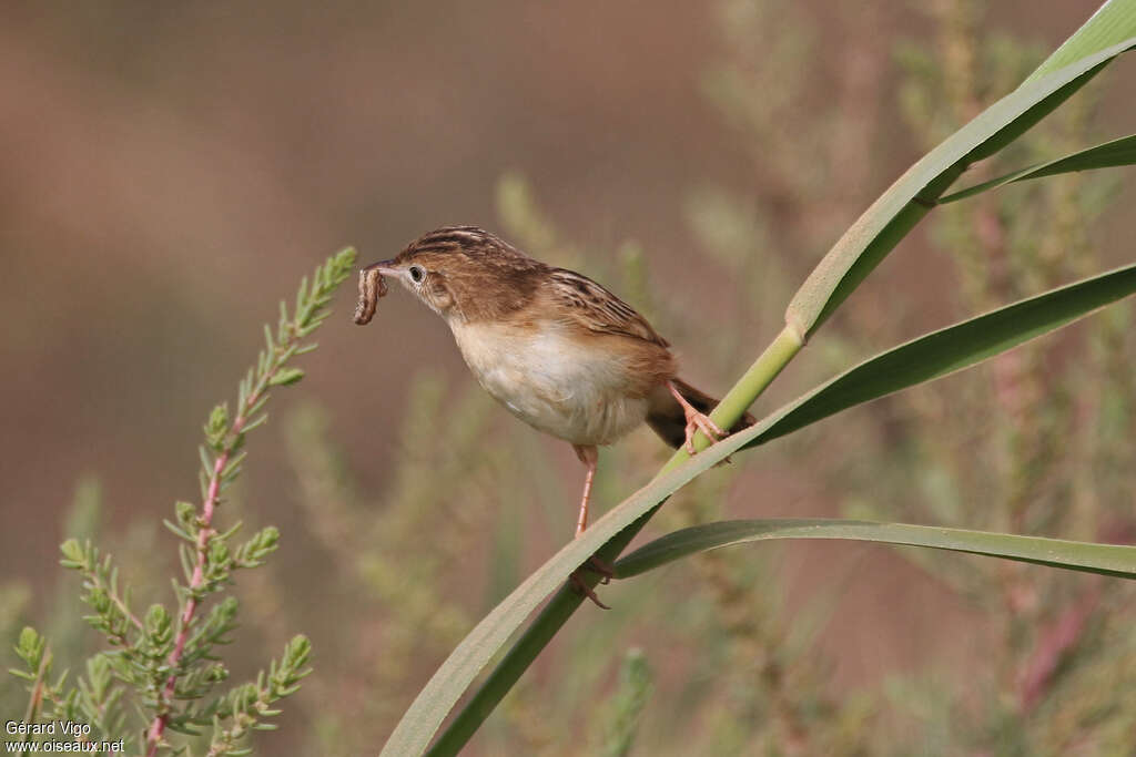 Cisticole des joncsadulte, habitat, régime, Nidification