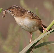 Zitting Cisticola