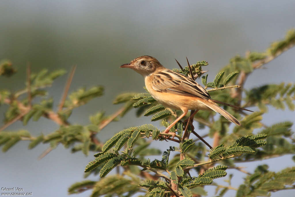 Zitting Cisticolaadult, identification