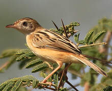 Zitting Cisticola