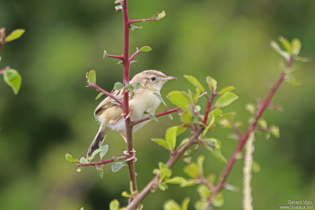 Desert Cisticolaadult
