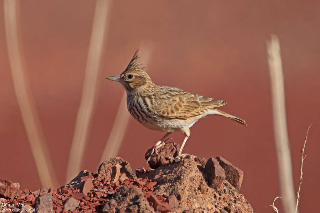 Cochevis de Théklaadulte, identification