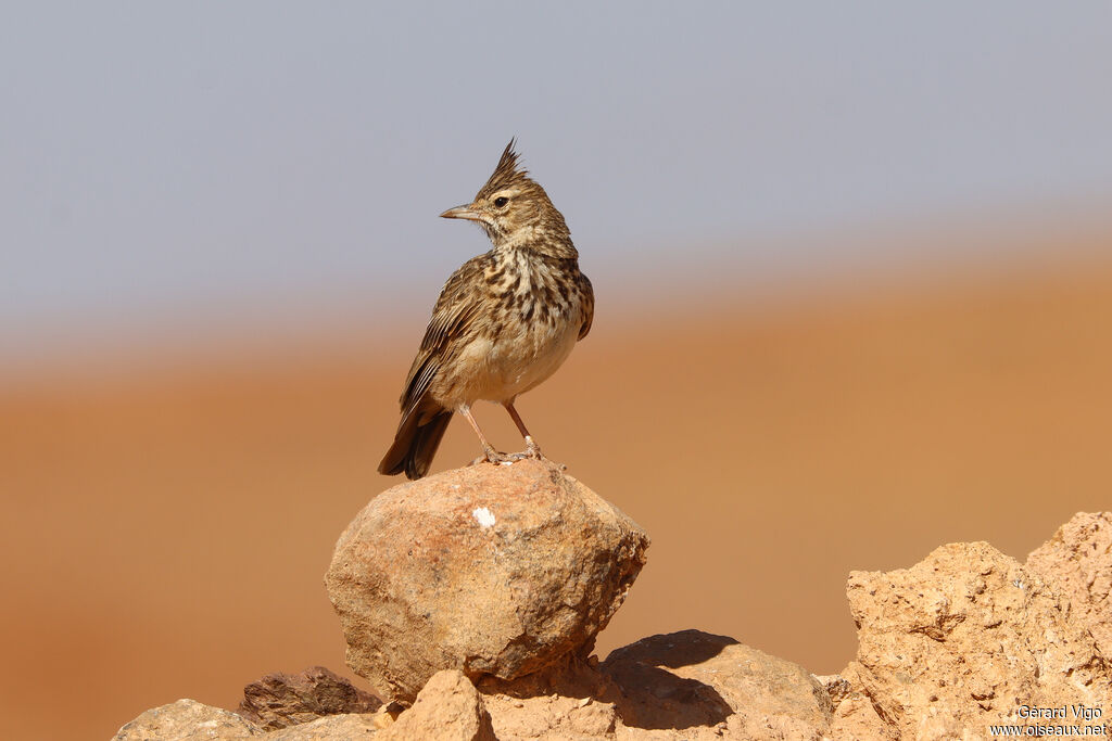 Thekla's Larkadult breeding