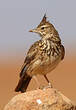 Cochevis de Thékla