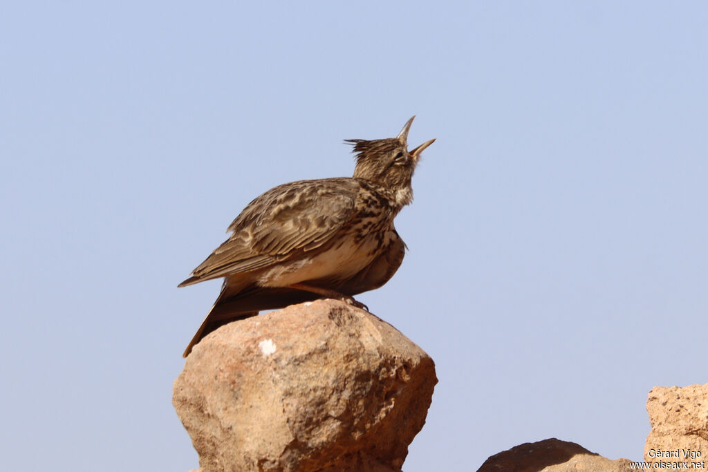 Thekla's Larkadult breeding, song