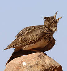 Cochevis de Thékla