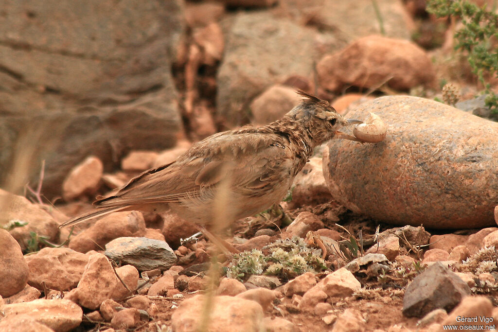 Crested Larkadult