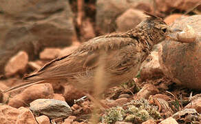 Crested Lark