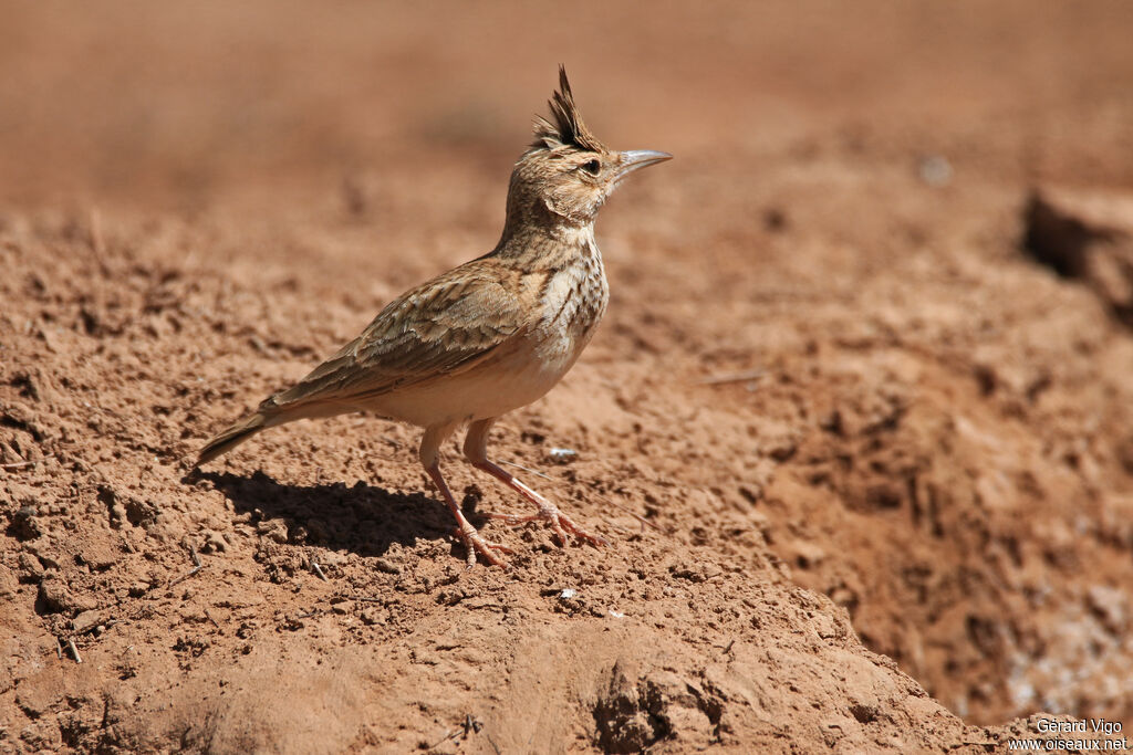 Crested Larkadult